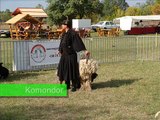 Magyar pásztorkutyák - Hungarian sheepdog breeds