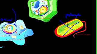 The Different of Cells - The Cell 4C - Biology at West | cell biology, | marine biology, | biology