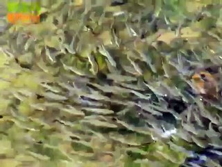 Common Minnow (Phoxinus phoxinus) in River Irwell at Burrs Country Park