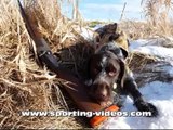 German Wirehaired Pointer ,wildfowling