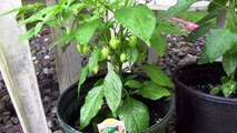 Growing Ghost Peppers (Bhut Jolokia) in Pots - Also Habanero, Trinidad 7, and Cayenne Peppers