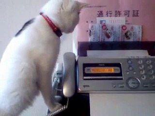 あれ～不思議だにゃ～～ロングバージョン