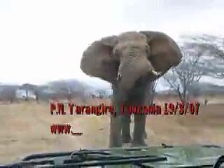 Encuentro en Tarangire