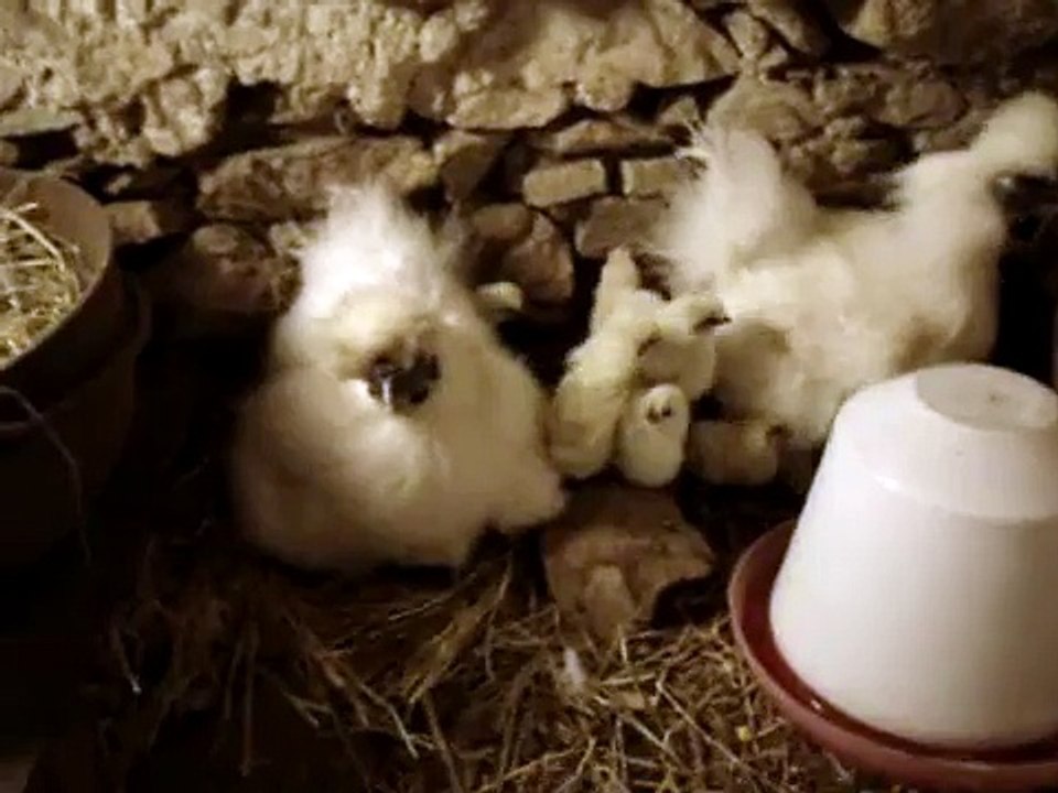 Poussins nègres soie