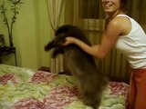 gatto intelligente russo che balla  Русский танцующий кот