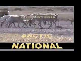 Porcupine Caribou Herd Migration-June 2007