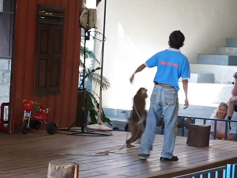 Monkey attacks children