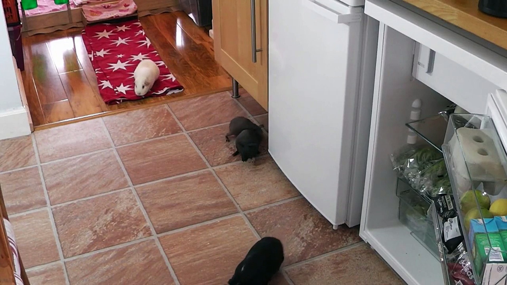 ⁣Self-sufficiency - Guinea Pig Style