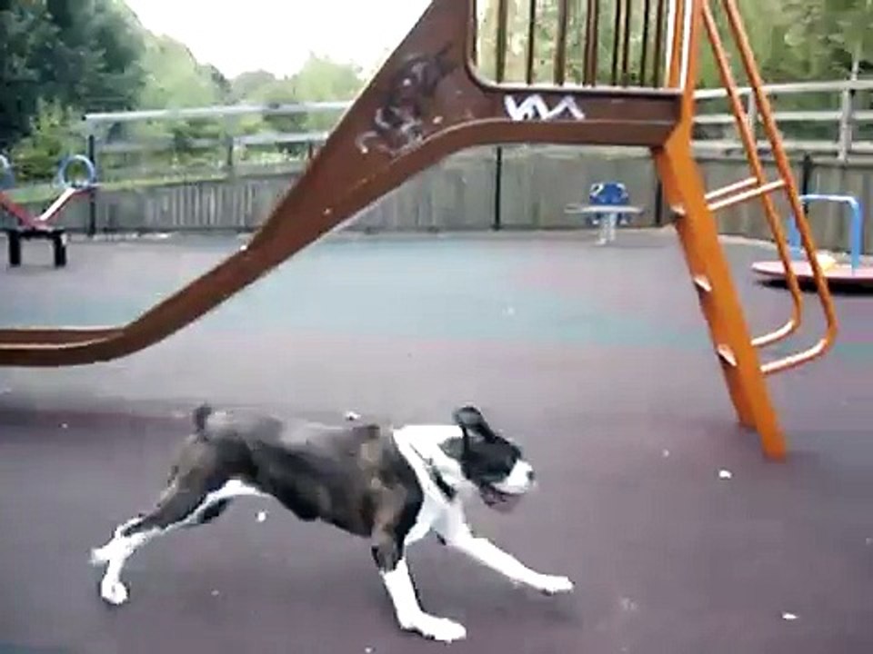 boxer dogs
