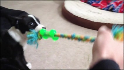 Attempting to tire out 6-week old Pitbull Puppy BRUNO - Energetic Pit Bull Puppies Nap Training