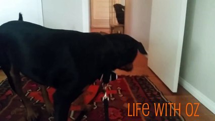 Freya the Rottweiler foster integration into Rottweiler pack