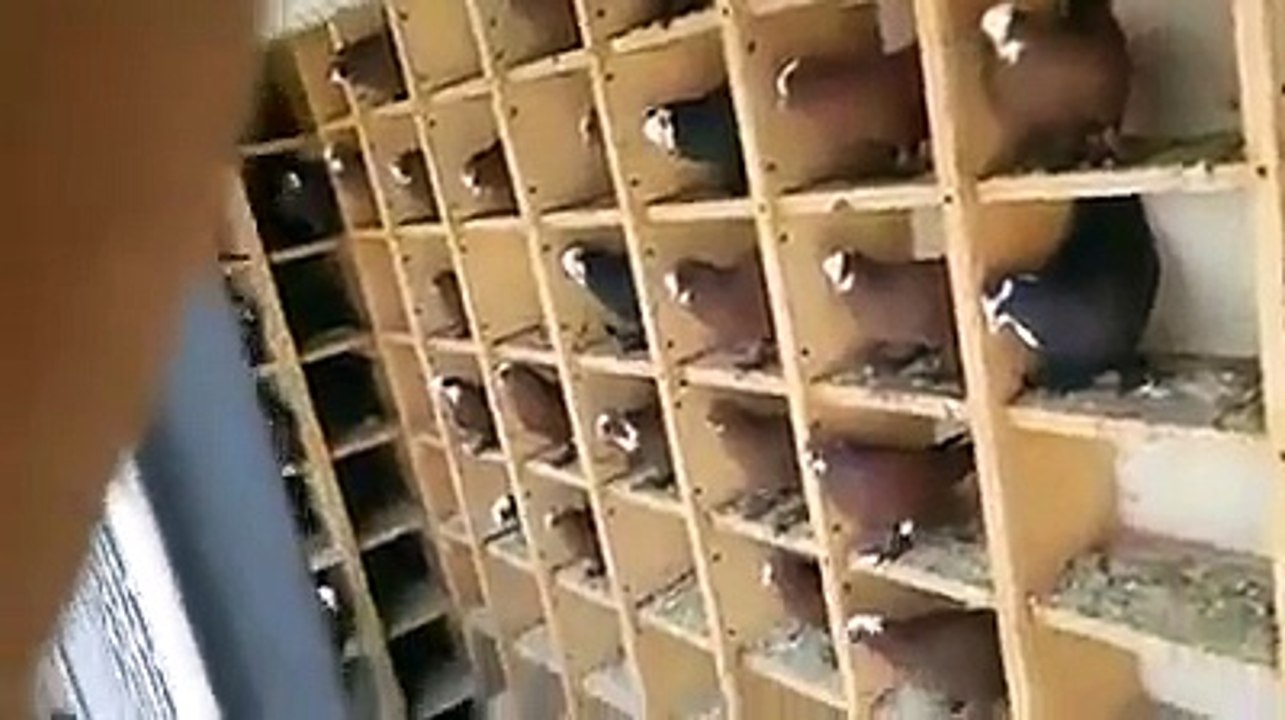 طيور حمر مفرودة للبيع