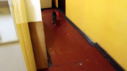 Funny cat found new toy