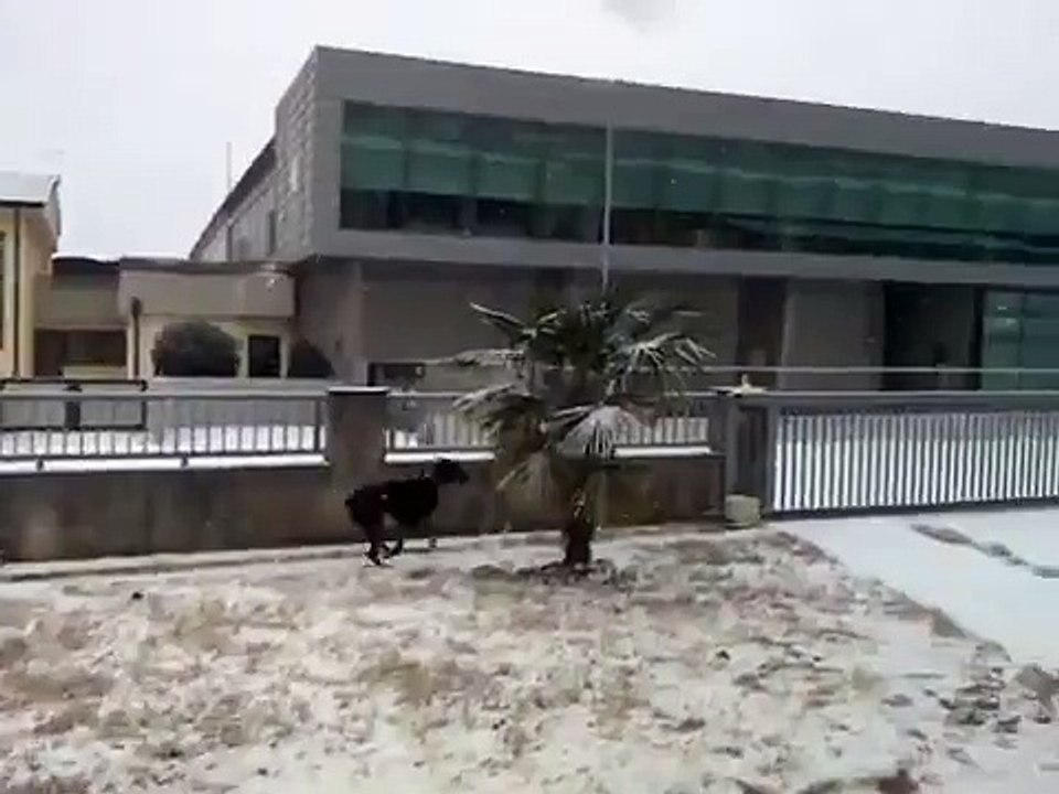 bandog vs rottermann