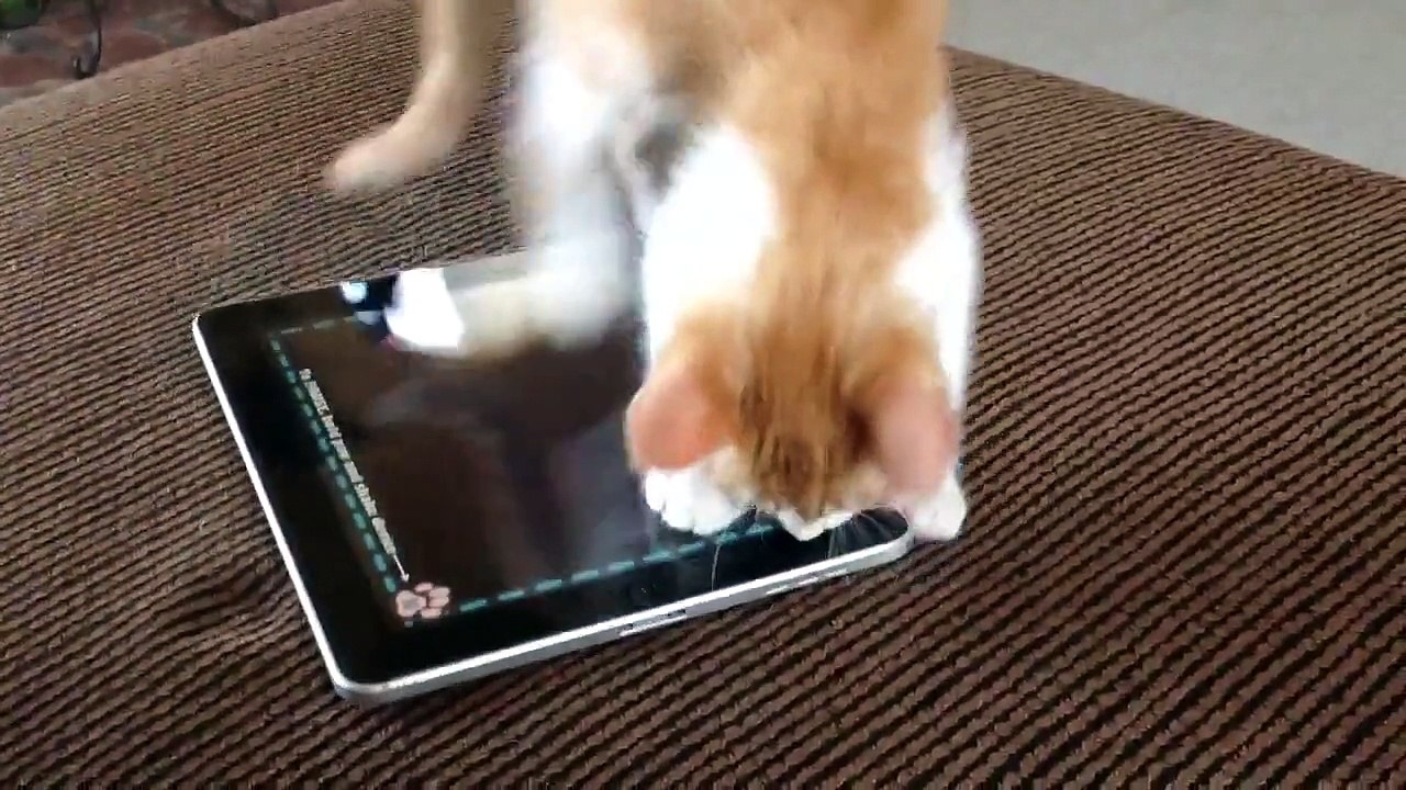 Kitty playing with iPad