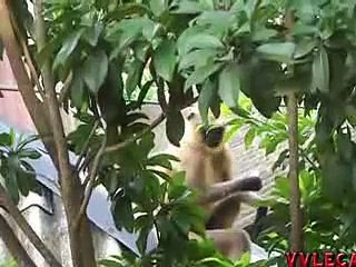 Monkey Eating Fruit from The Tree