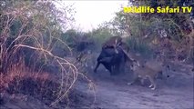 National Geographic Documentary Wild Animals attack National Geographic Animals ✔ ► P.30