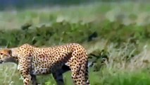 Cheetah Animals Documentary Cheetah, Max Speed Power National Geographic