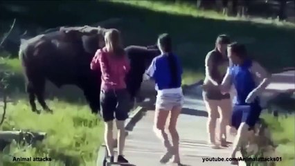FUNNY ANIMAL ATTACK , Animals Attacking Humans Compilation 2015