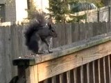 Feeding squirrels & a chipmunk peanuts on main back yard deck