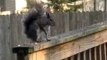 Feeding squirrels & a chipmunk peanuts on main back yard deck