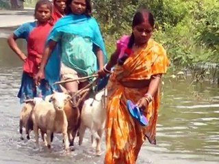 Arkiv (WSPA): Det gjorde vi for dyrene i 2008