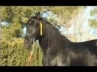 Caballos Españoles negros Desdemono