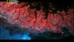 وثائقي - أسرار الحاجز المرجاني العظيم - الجزء الثالث HD