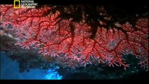 وثائقي - أسرار الحاجز المرجاني العظيم - الجزء الثالث HD
