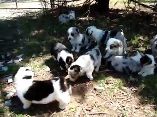 AUGIE puppies.  Corgi x Toy Aussie puppies available