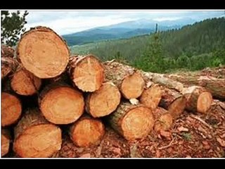 Ahorrar Papel para Salvar Arboles Daniela Cifuentes