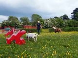 jumping my shetland pony willow