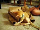 Cat attacks bag, with a surprise ending!