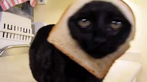CAT BREADING -- It's an internet viral SENSATION !!!