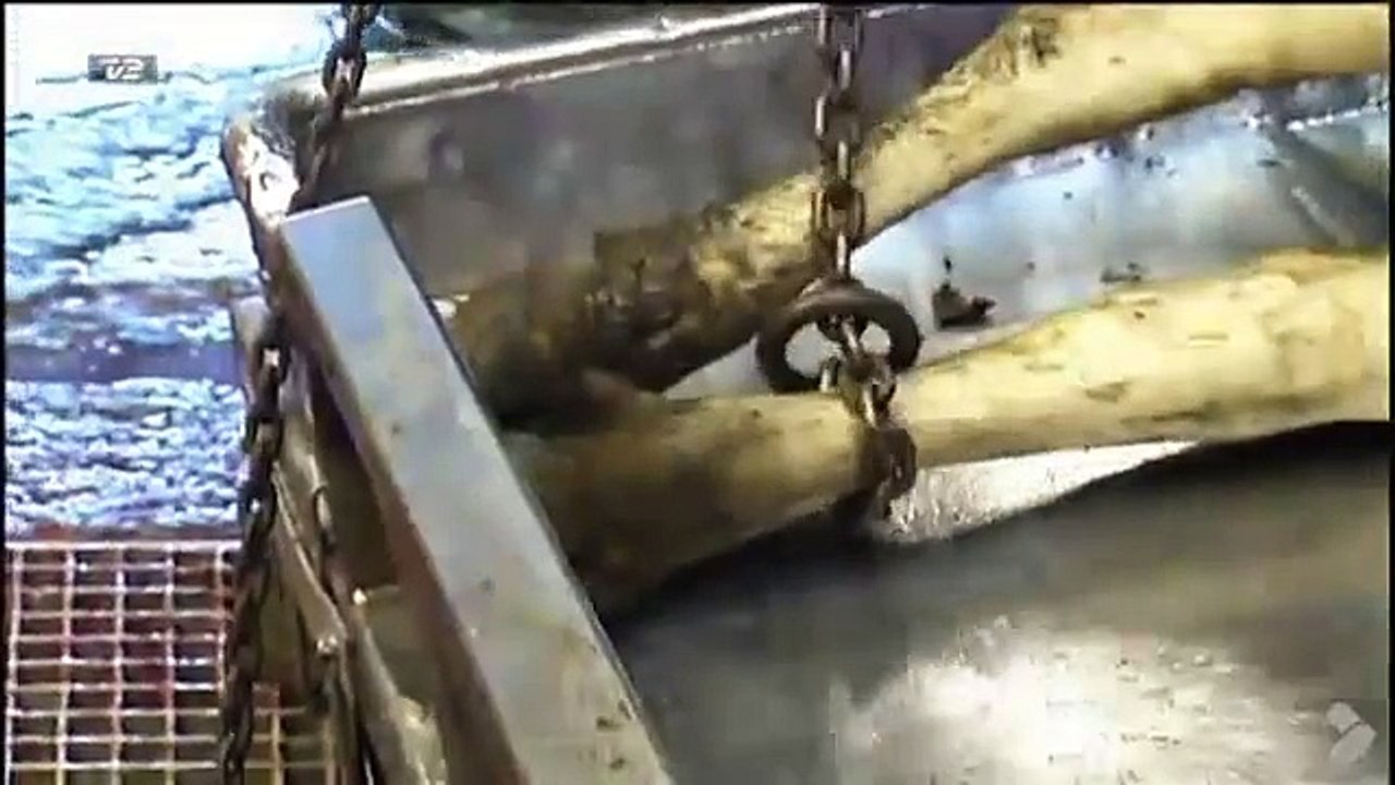 Sådan foregår en halal-slagtning i Danmark