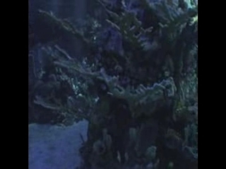 Divequest (chopped version)