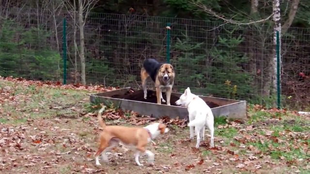 Central Asian Shepherd fights two dogs