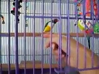 Seep Seep tame Gouldian Finch