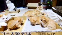 【マンチカン４兄妹】子猫たちの個性がはっきりしてきました　~kittens' distinct (?) personalities ~