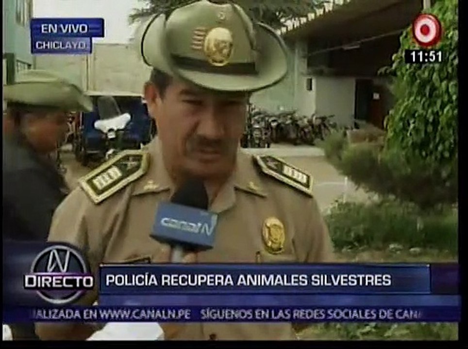 Chiclayo: Policía rescató 34 aves silvestres trasladadas de forma ilegal