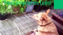 FUNNY VIDEOS: 2015 : Funny Cats/Dogs - Funny Animals / Funny Clips - Home Videos