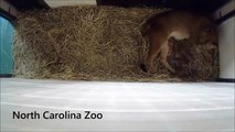 Four Lion Cubs Born at the North Carolina Zoo