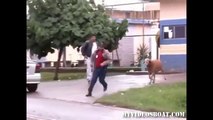 這就是惹羊生氣的下場-This is how a goat gets angry-Esto pasa cuando una cabra se enoja