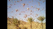 Locust plague Egypt, Locusts swarm Egypt,