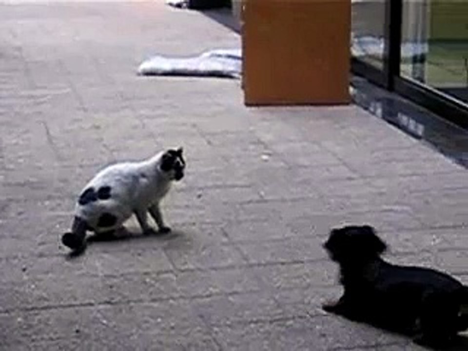 cat attack dog