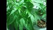 My Marijuana Grow Room Skunk #1 - 38 Days Vegetative - Hydroponic DWC Bubbler