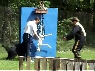 La Super Sélection Homme d'attaque compétition canine en mondioring reconnue par la SCC et la FCI