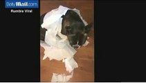 Somebody call the paw-lice! Dog blames his canine companion for making a mess with toilet paper�in