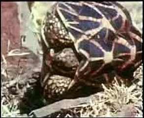 snake and Taiger Fight Free downlod