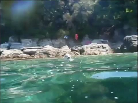 LUNA BUIO H2O - Cane Lupo Cecoslovacco Pastore Belga Malinois